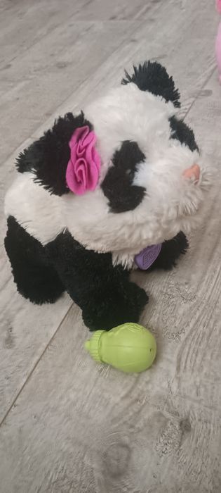 Panda interaktywna