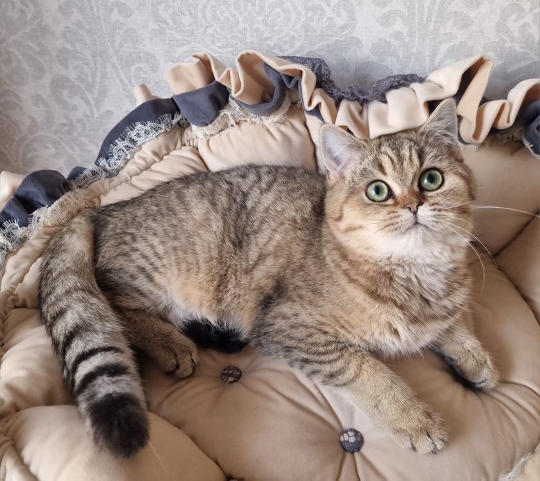 Шотландская девочка с зелёными глазами