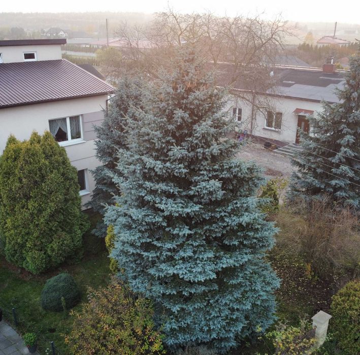 Świerk srebrny, żywa choinka 10m