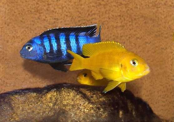Macho Pseudotropheus saulosi ciclideo africano