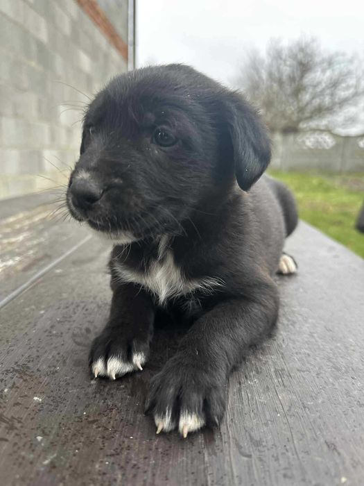 Oddam pieski za darmo