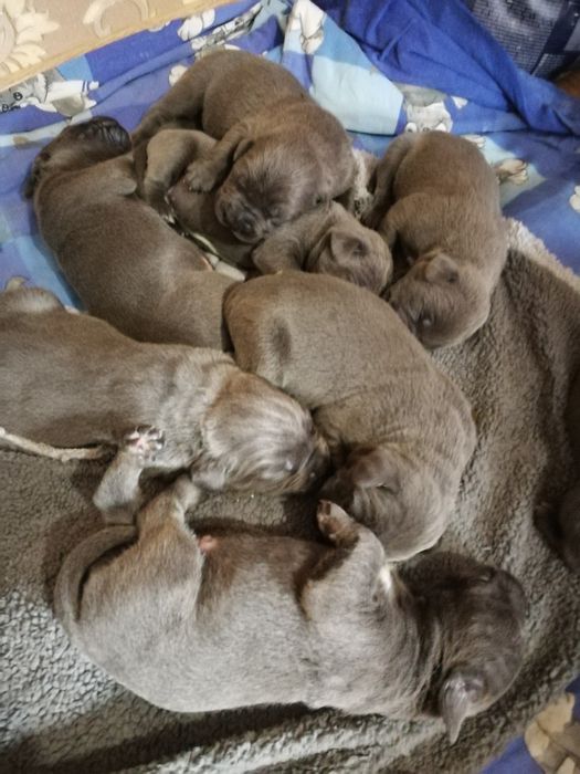 Кане Корсо вязка