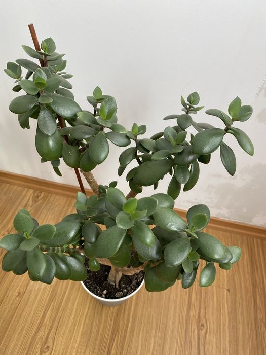 Грошове дерево 70 см