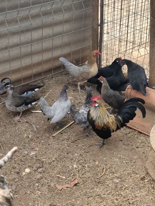 Pekins, kriel, fracas, galinhas angola