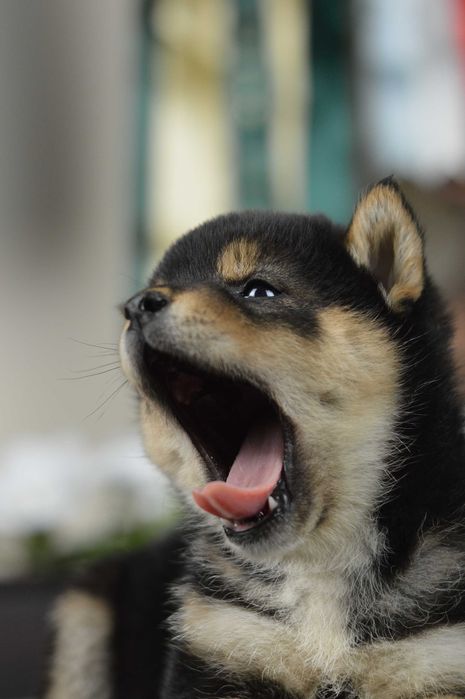 Shiba, shiba inu ZKwP/FCI