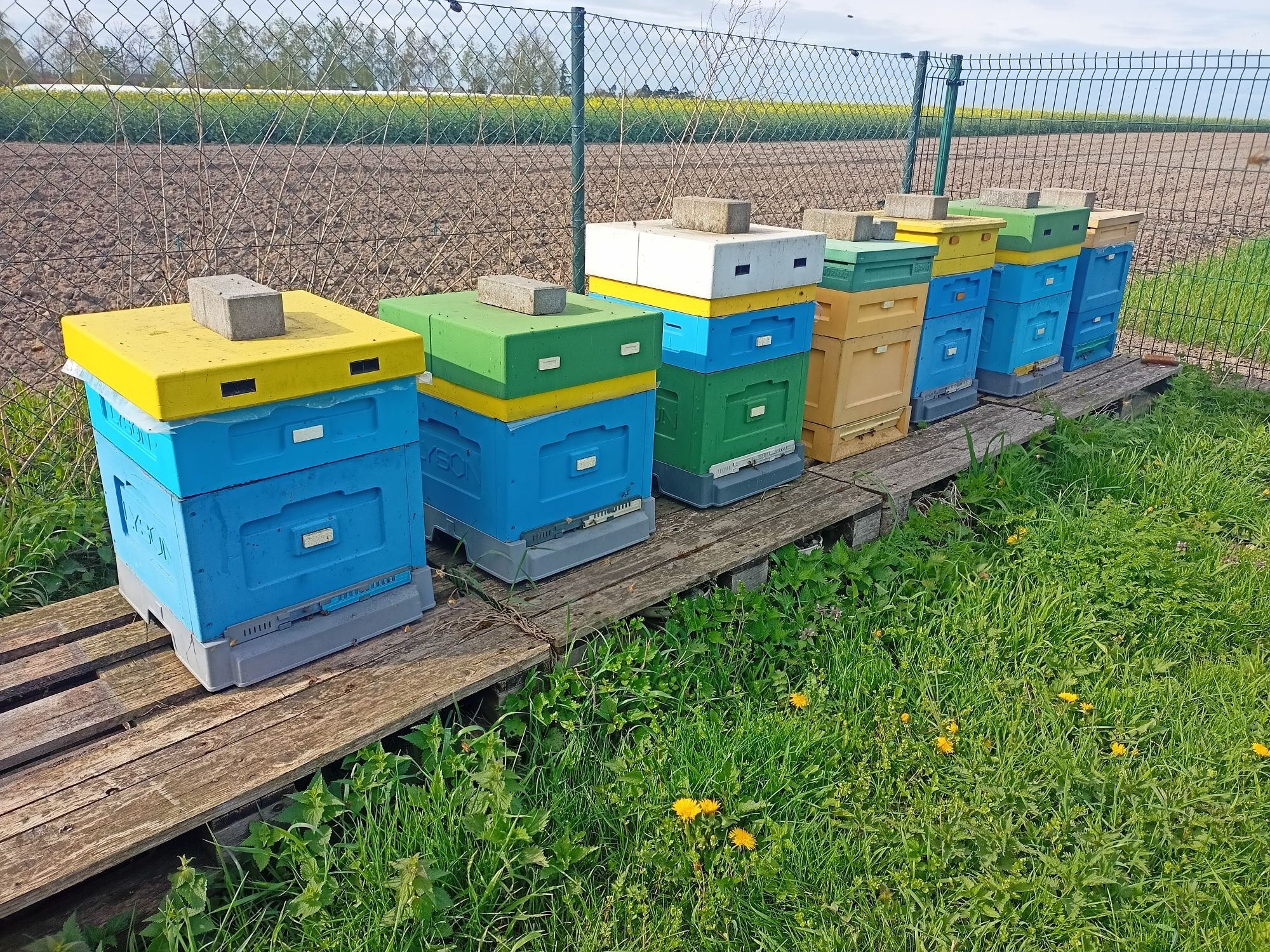 Pszczoły - rodziny pszczele ramka wielkopolska