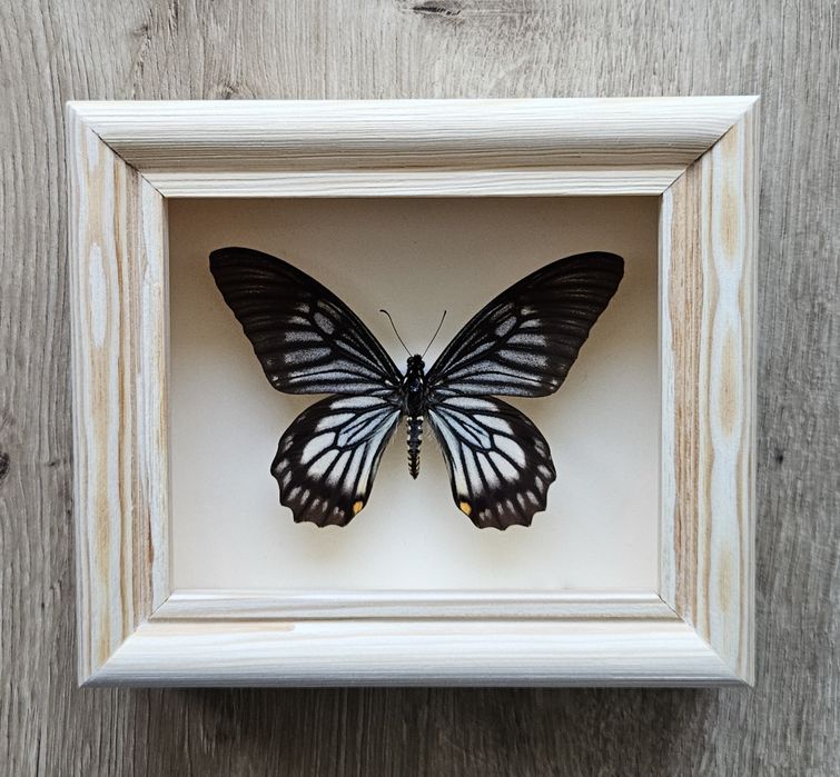 Motyl w ramce Chilasa veiovis