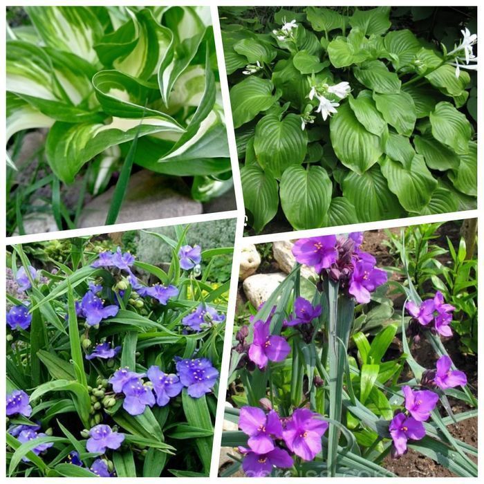 Хоста, юкка, примулка, форзиція, чебрець, коврики, анемона, самшит,.