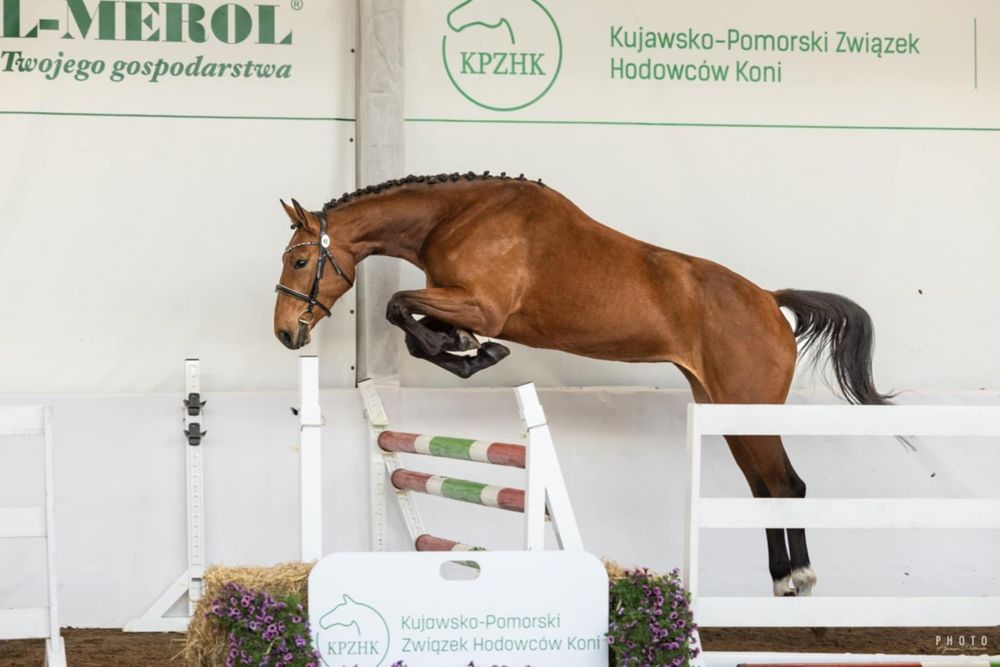 Klacz z rocznika 2022