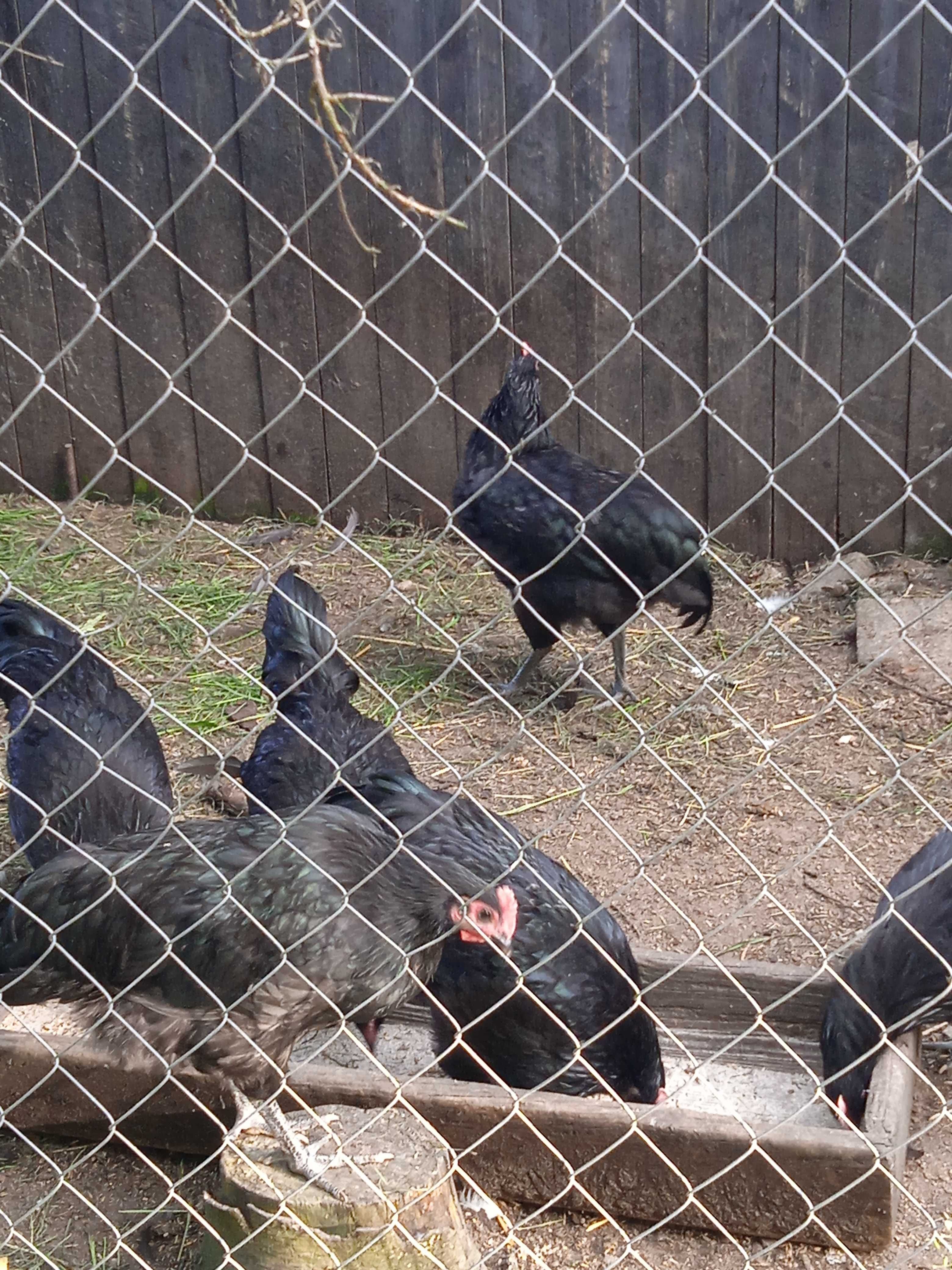 Koguty australorp młode