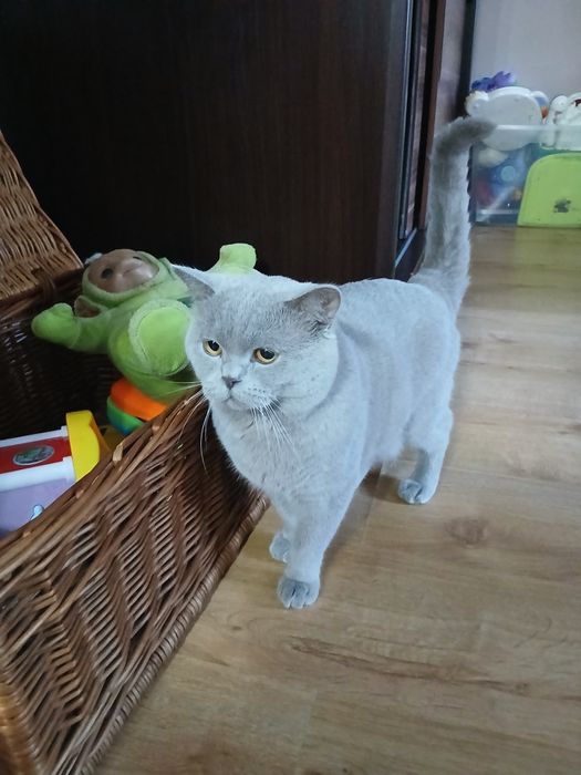 Kot brytyjski liliowy 2lata z rodowodem