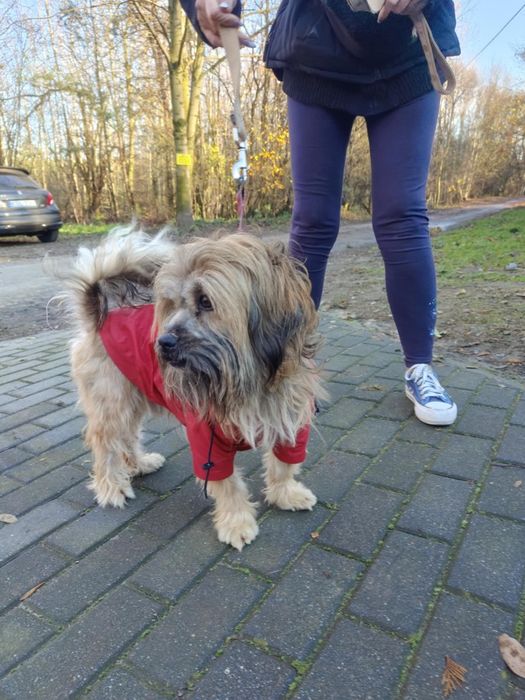 Śliczny młody piesek Adaś  do adopcji  ze schroniska.