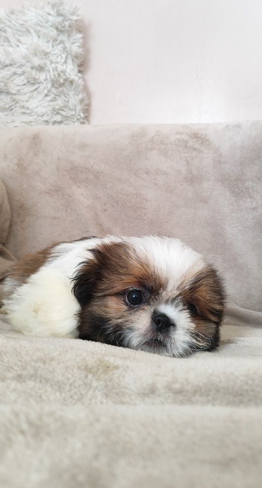 Urocze Szczenięta Shih-Tzu Tricolor  • GOTOWE DO ODBIORU •