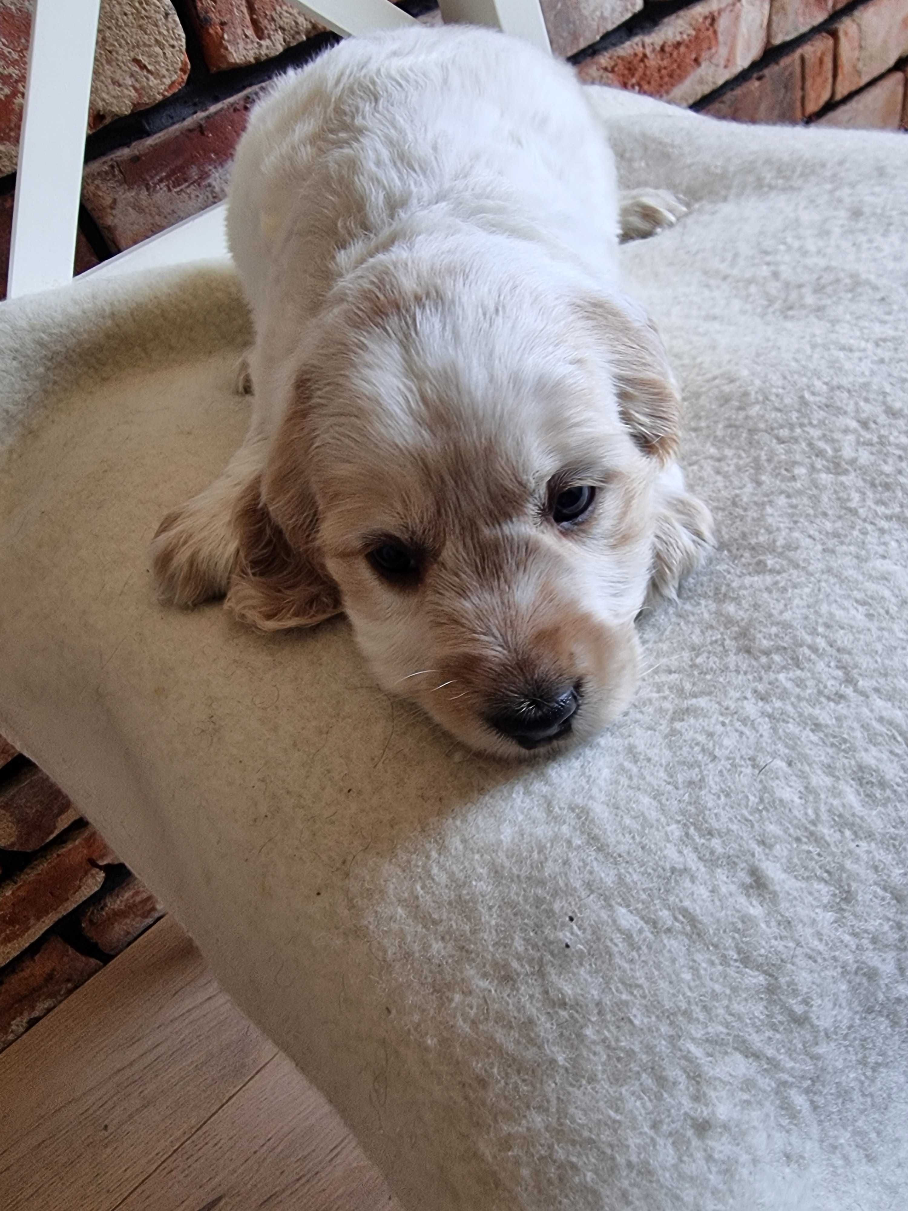 Cocker spaniel angielski śliczny szczeniaczek do odbioru