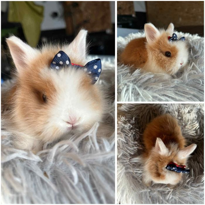 Karzełki Teddy z metrykami