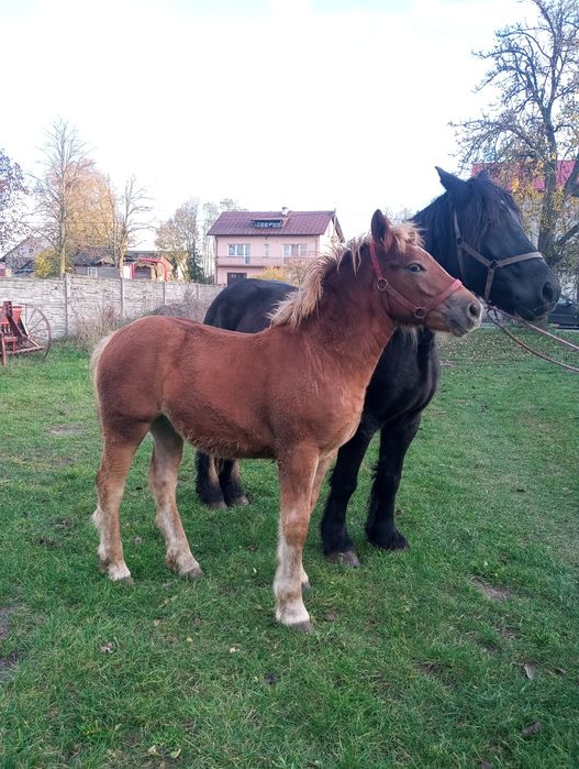 Sprzedam źrebice zimnokrwista