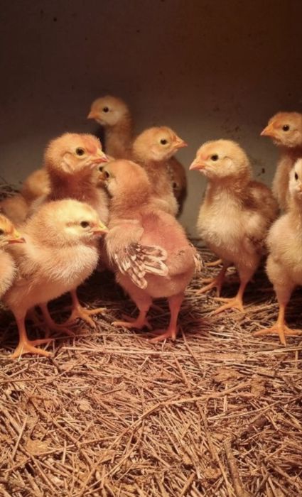 Vendo pintos de raças