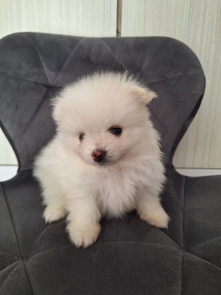 Szpic Miniaturowy Pomeranian piesek