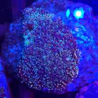 Galaxea Fascicularis koralowiec akwarium morskie koralowce KoralePro