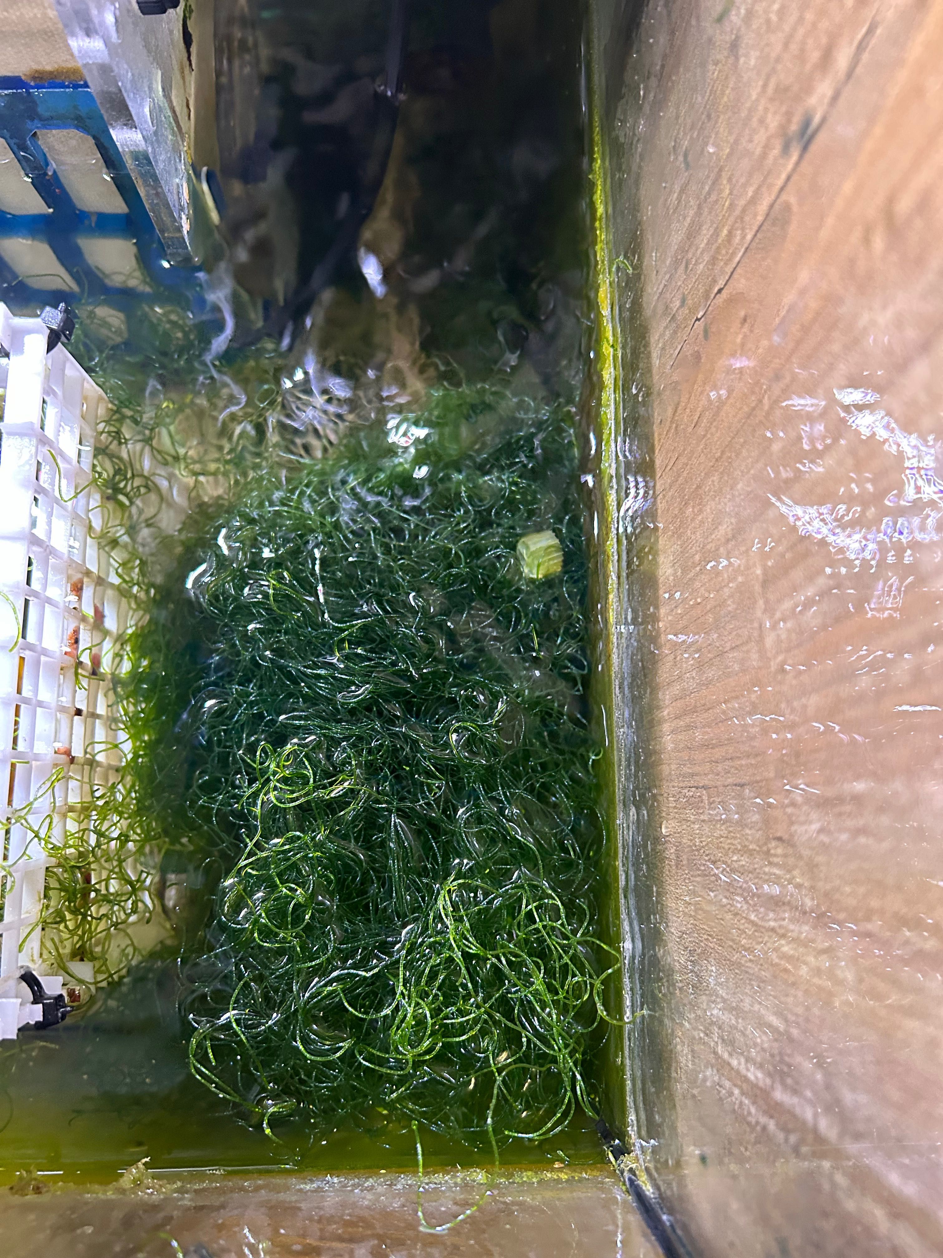 Glony Chaetomorpha do refugium