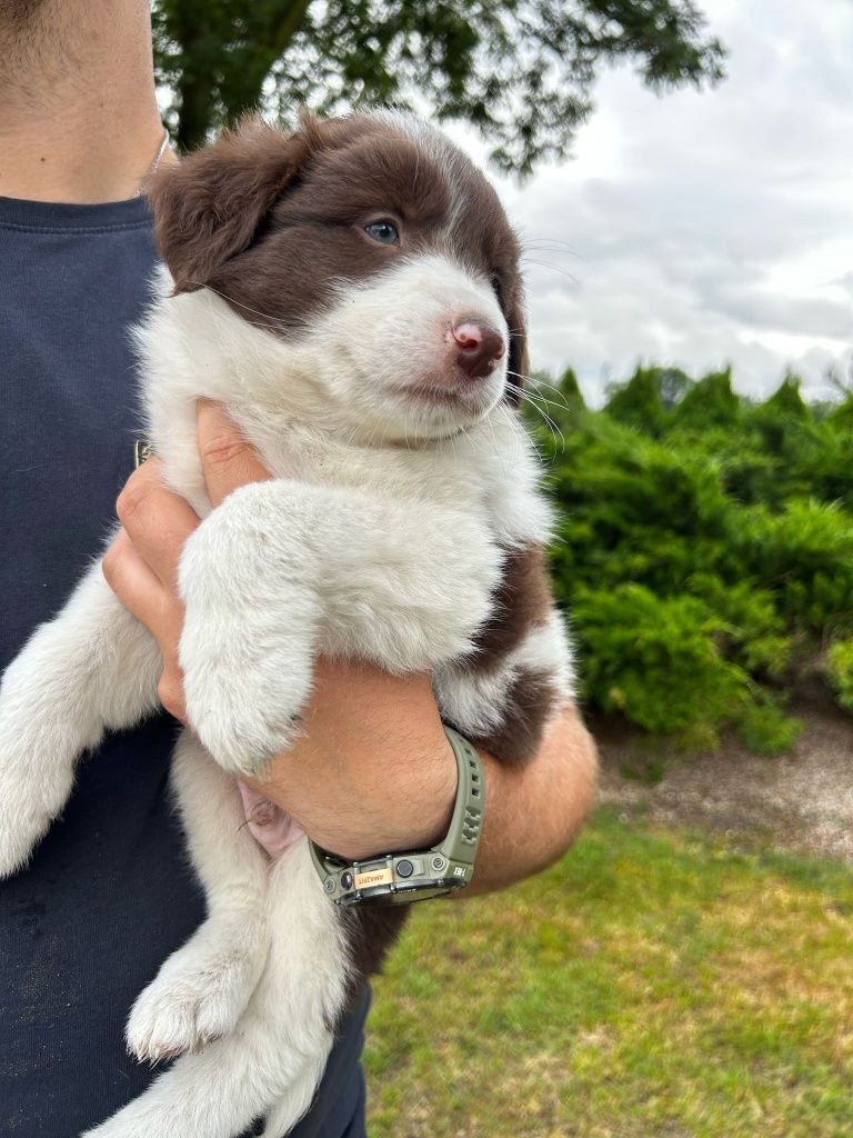 GOTOWE DO ODBIORU Piesek szczeniak Border Collie czekoladowo biały