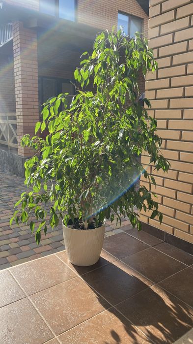 Фікус Бенджаміна