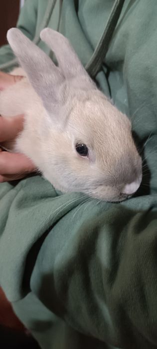 ADOÇÃO RESPONSÁVEL coelho anão