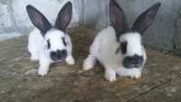 Продам пару кроликів породи німецький строкач