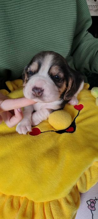 Beagl Beagle suczka rezerwacja