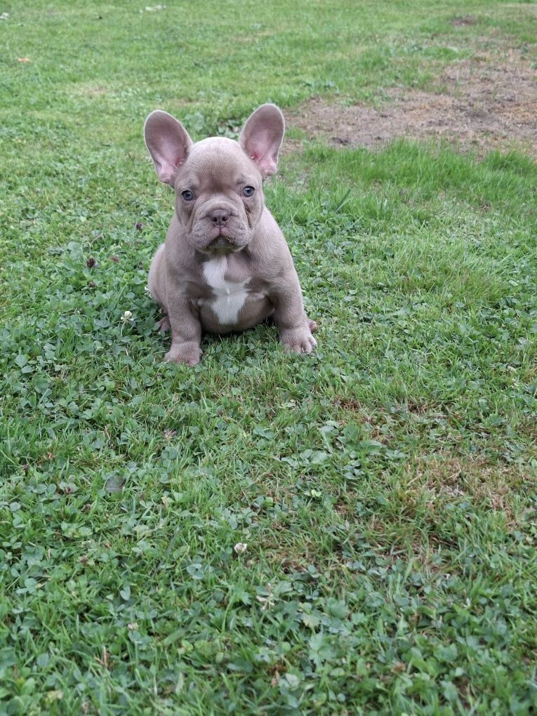 Buldog francuski Isabella
