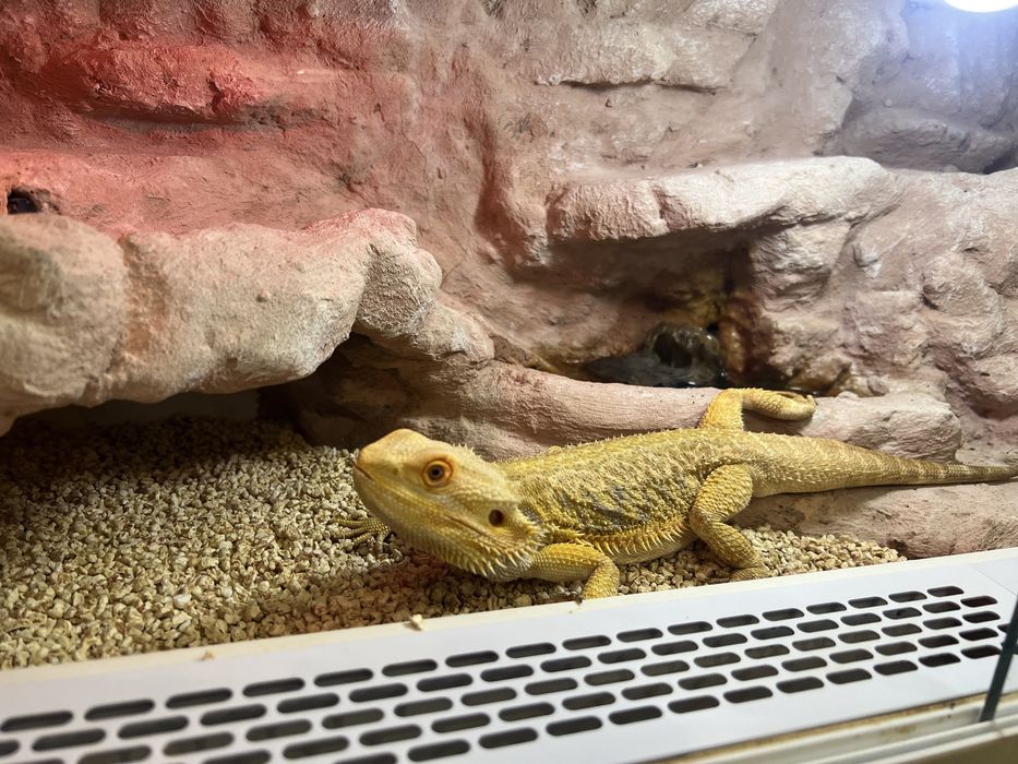 Agama brodata RZESZOW