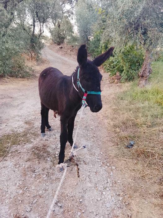 Burra muito meiga