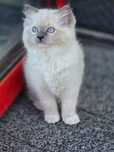 Cudowna kotka ragdoll a 04