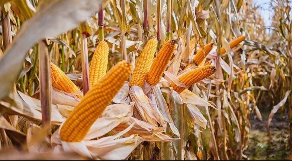 Ccm mielone kiszone ziarno kukurydzy  kzk kukurydza mokra 2025