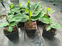 Bananowiec Musa Dwarf Cavendish