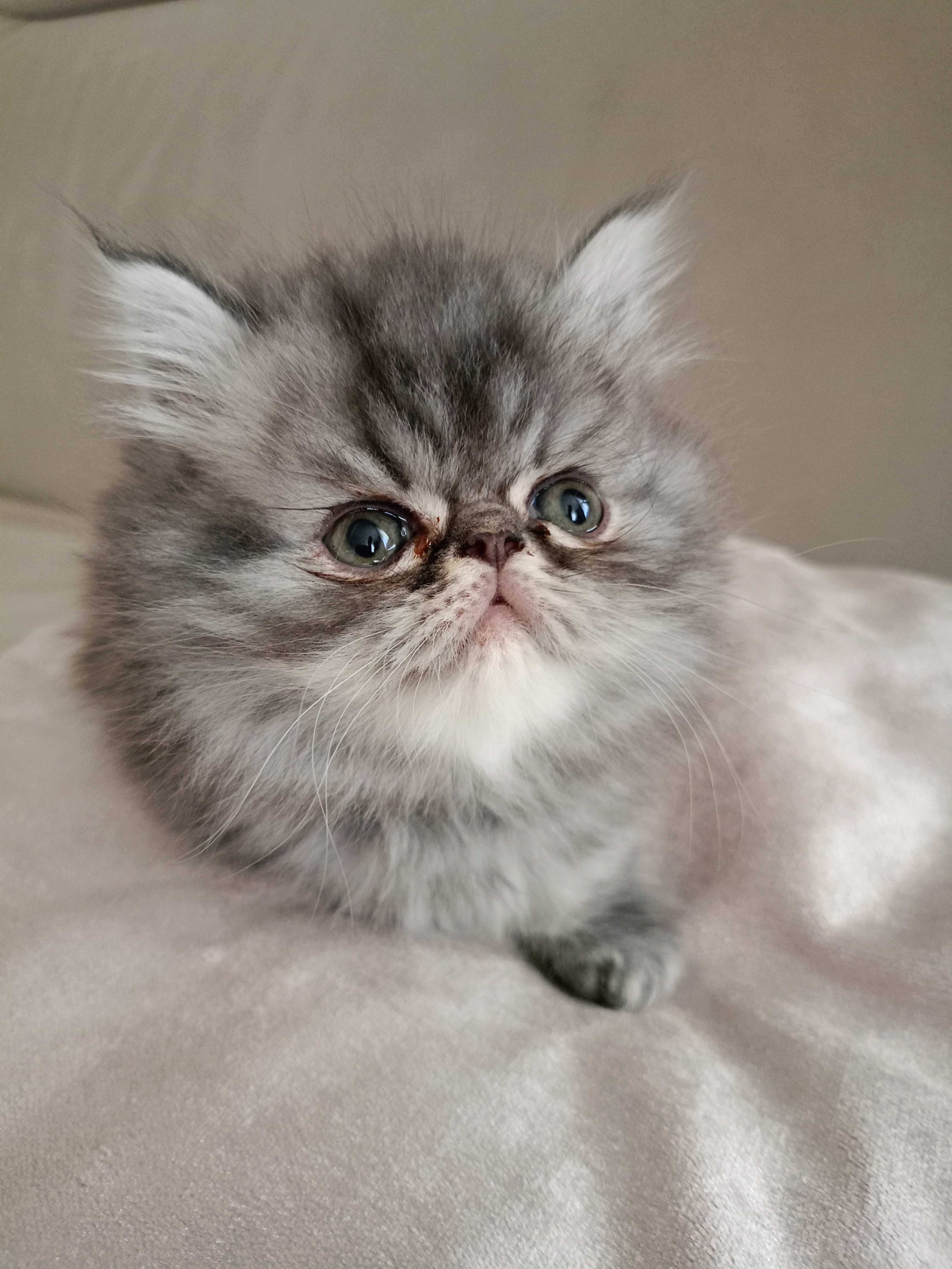 Puszysty kocurek perski