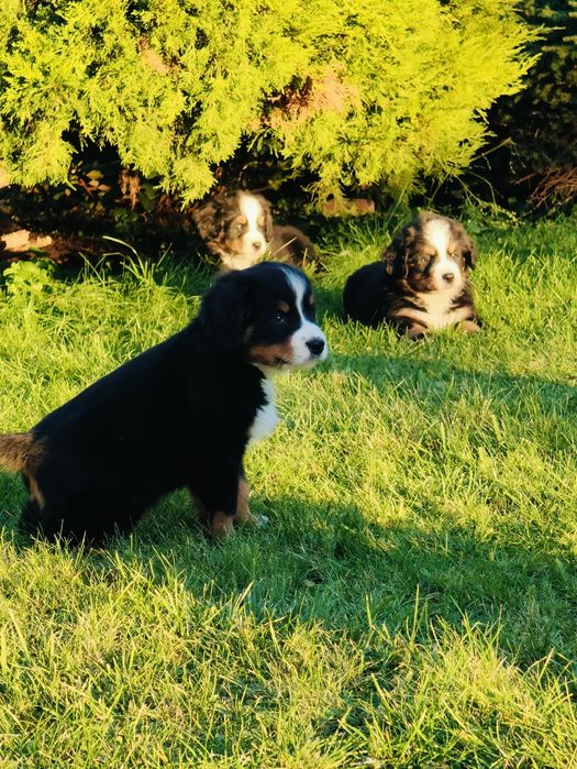 Sprzedam  Berneński Pies Pasterski piesek