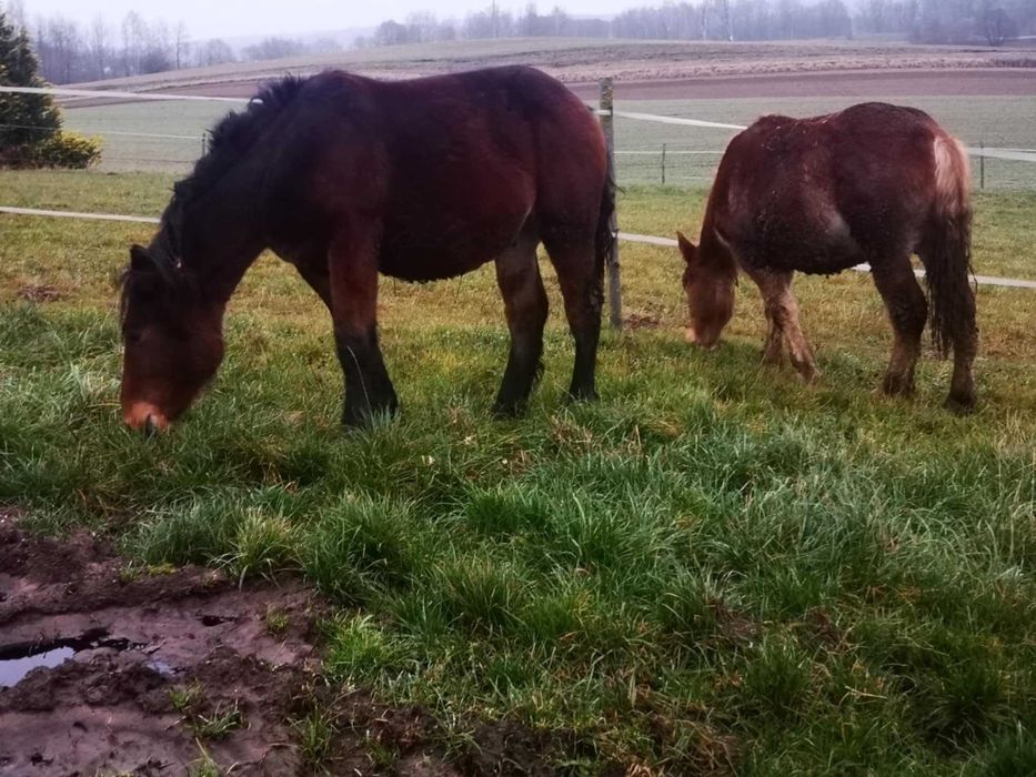 Ogierki zimnokrwiste