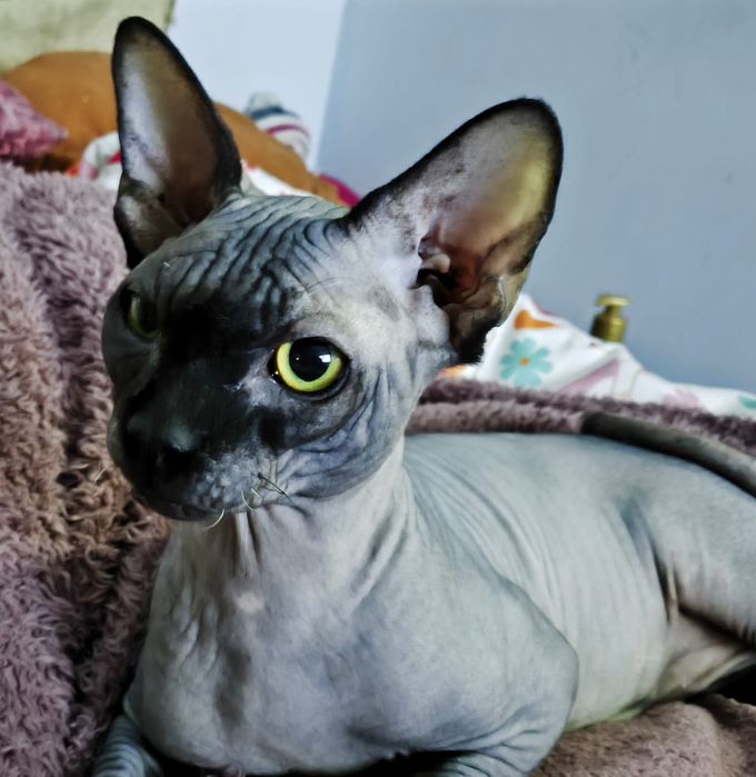 Sfinks kanadyjski reproduktor do sprzedania