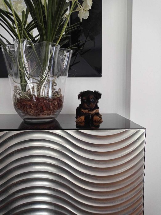 Yorkshire Terrier  Miniatura MACHO