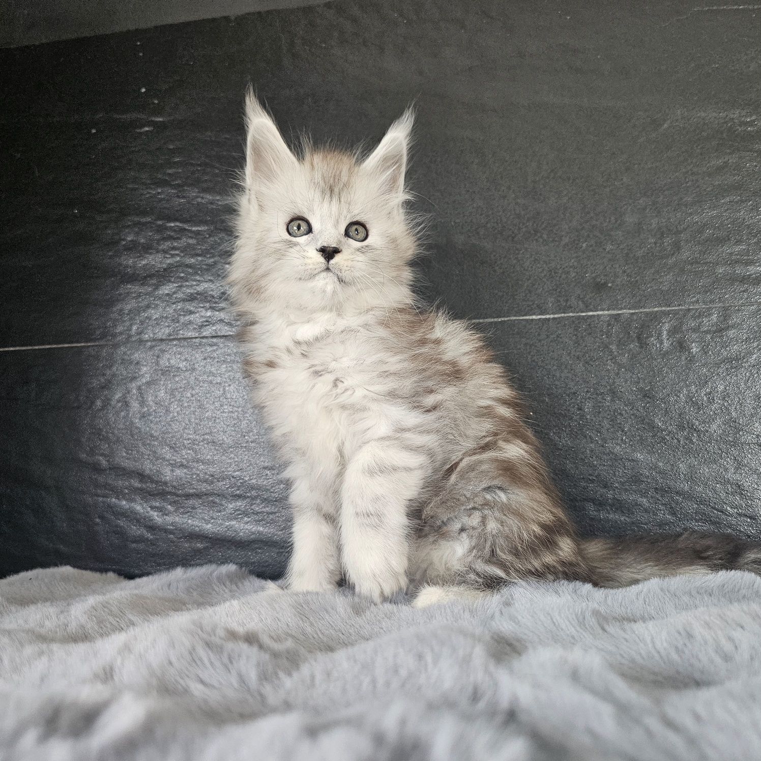 Kocurek Maine coon rodowód fpl FIFe