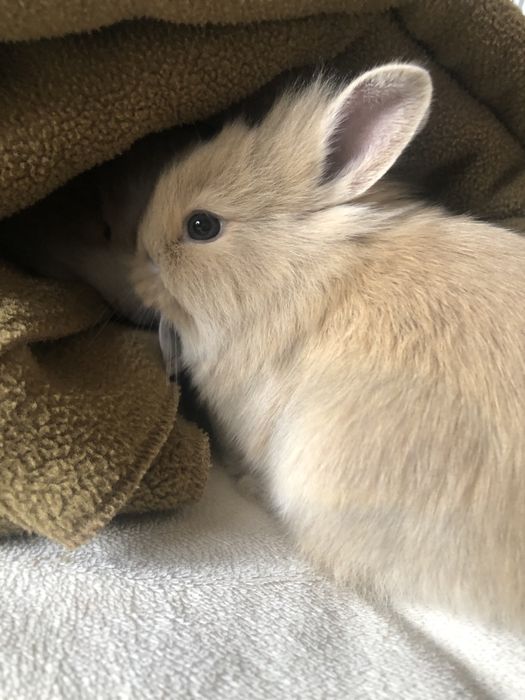 Кролик, декоративный кролик