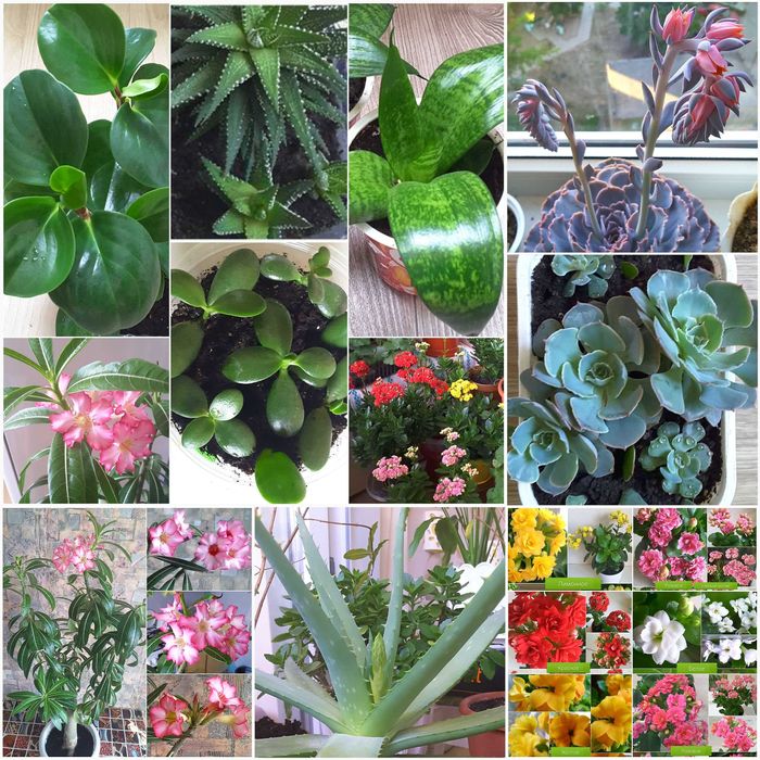 Суккуленты - ХАВОРТИЯ, ТОЛСТЯНКА (Денежное дерево) и др.