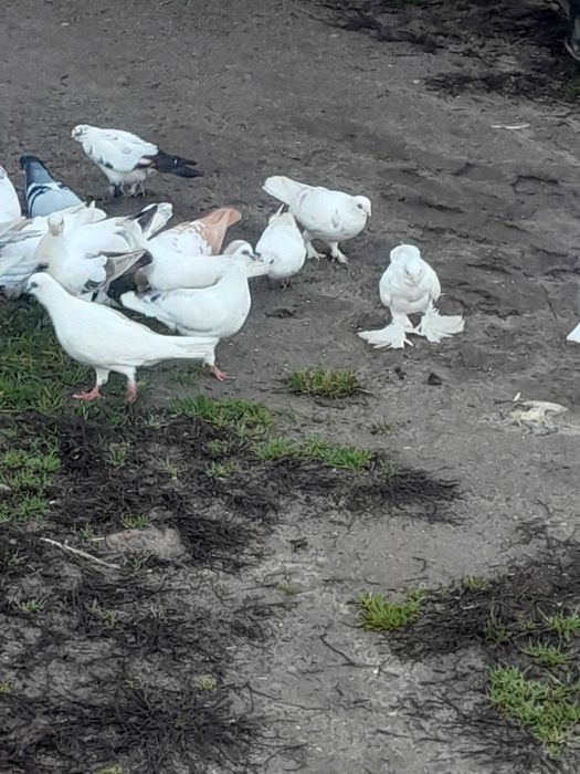 Gołębie ozdobne winerki mewki egipskie czystookie