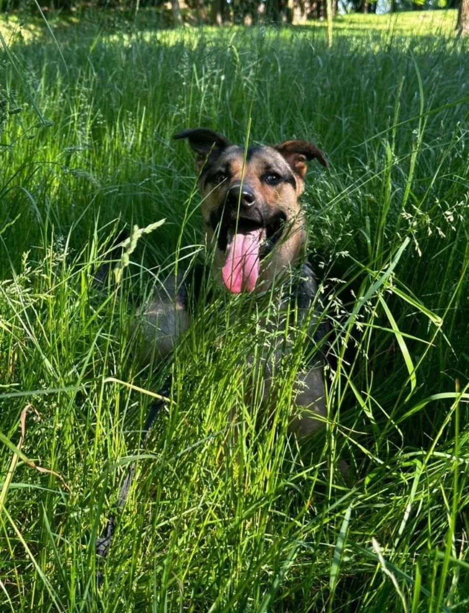 Suczka Lusia do adopcji!