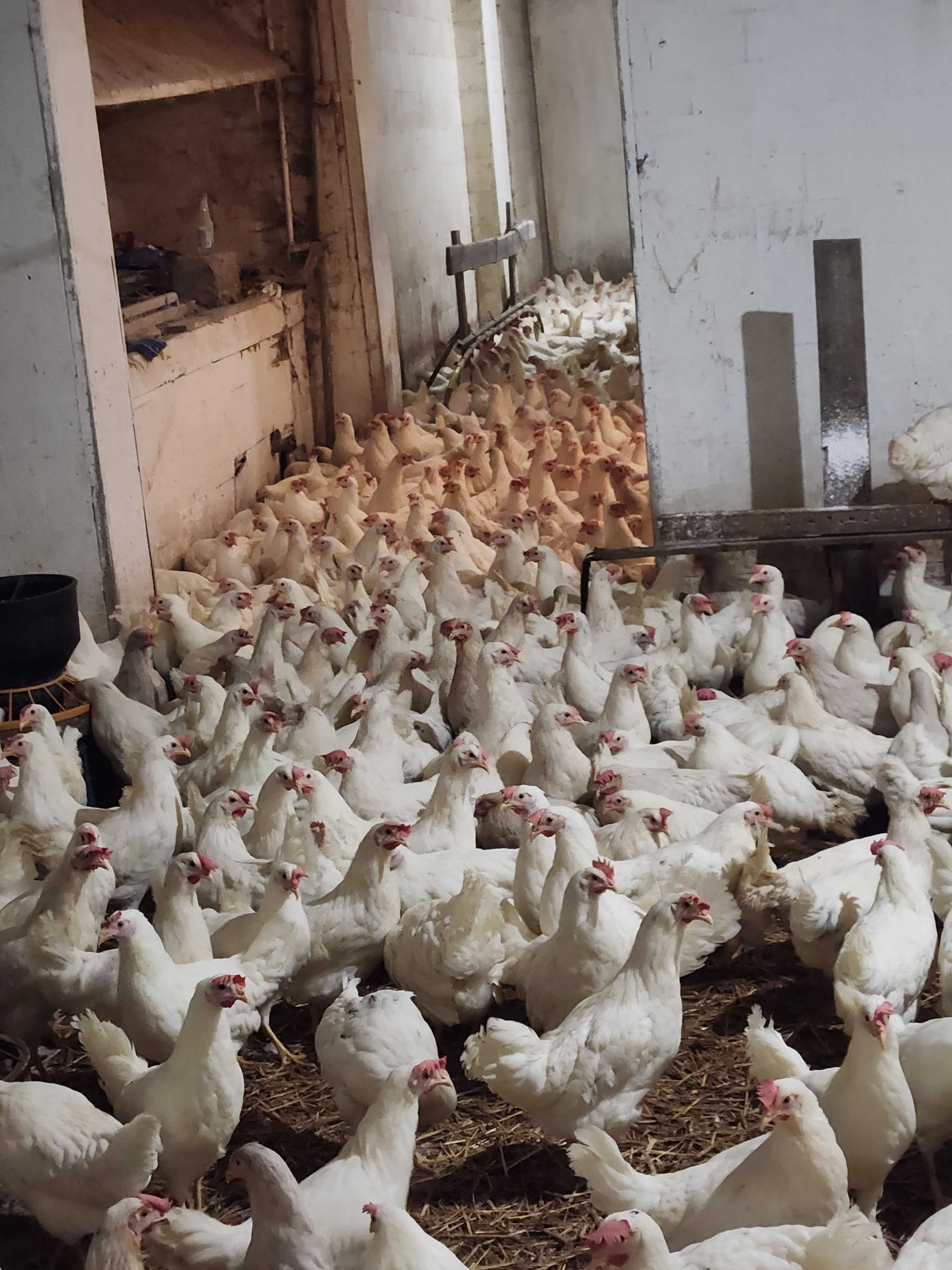 KURY Rossa Messa Leghorn z jajkiem z wolnego wybiegu ! NIOSKI ZDROWE !