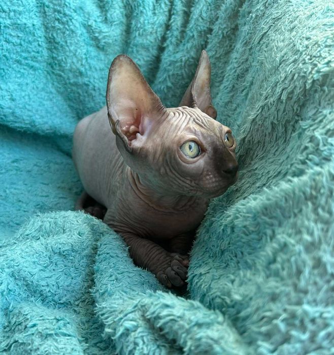 Харлі та Хілтон Дорослі хлопчики породи Канадський сфінкс