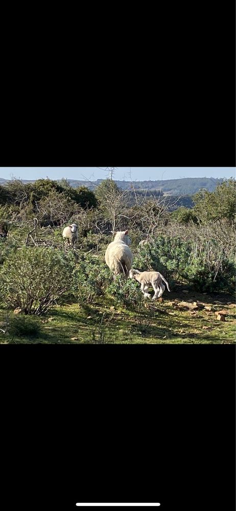 Vende-se cabras anãs e borregos