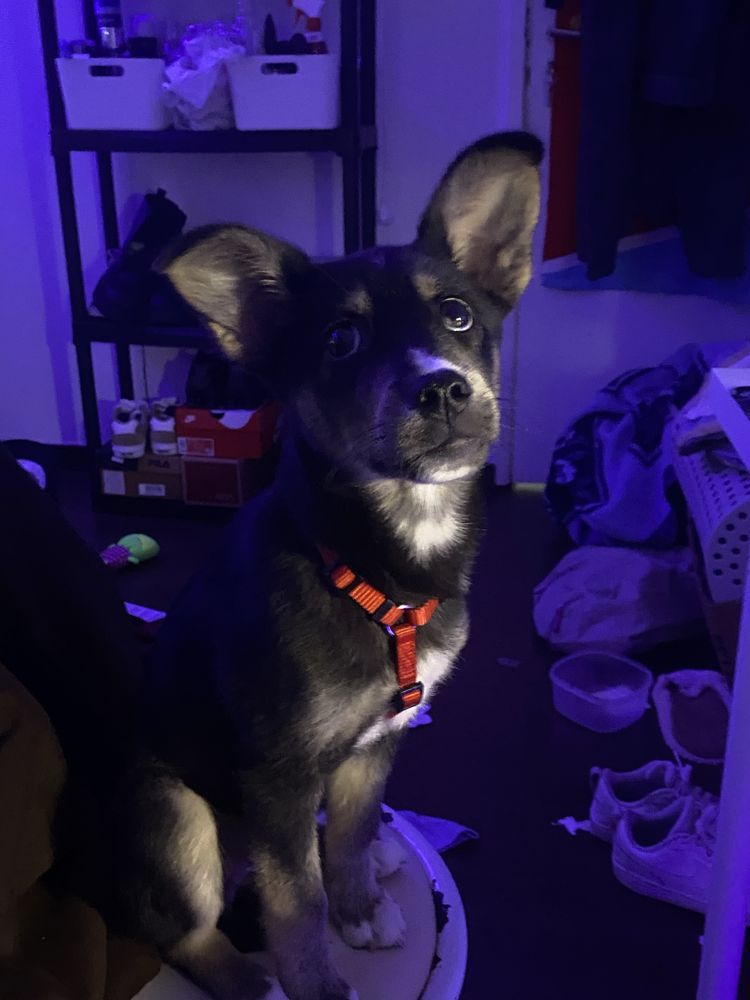 URGENTE!! Husky para adoção