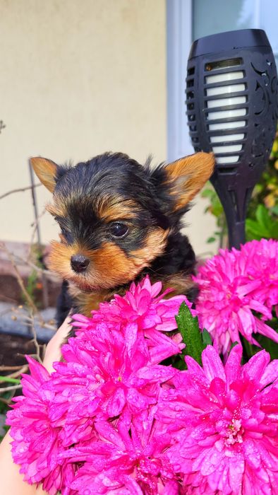 Śliczne Yorki z rodowodem